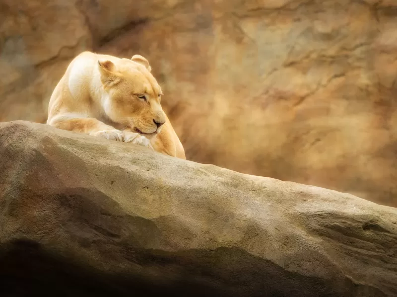 Lioness, Paradise Wildlife Park, Animal park, Zoo, Golden yellow, Rock, 5K
