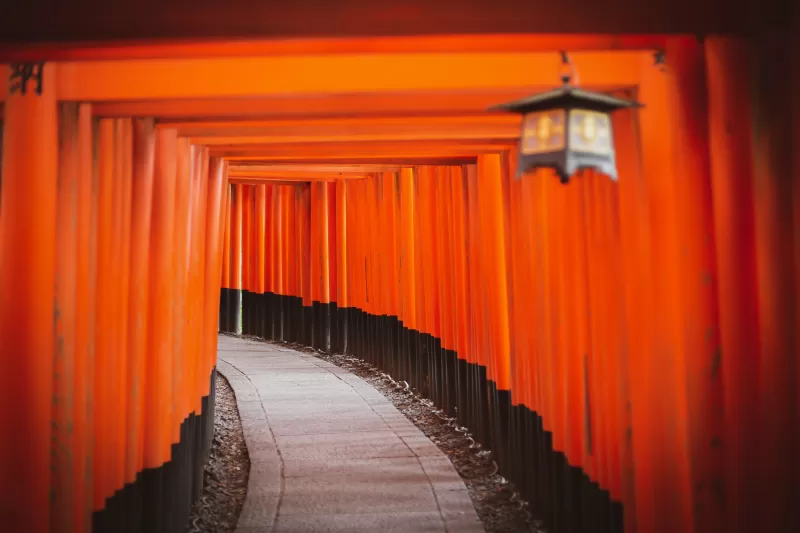 Shinto Shrine, Tokyo, Japan, Torii Pass, Orange, Pattern, Pathway, Temple, Worship, 5K