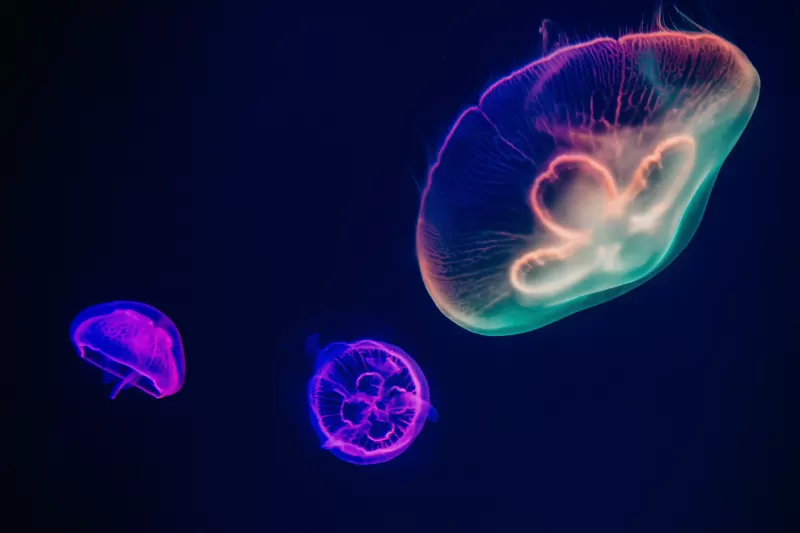 Jellyfishes, Purple, Multicolor, Dark background, Underwater, Aquarium, Sealife, Glowing, Bright, 5K