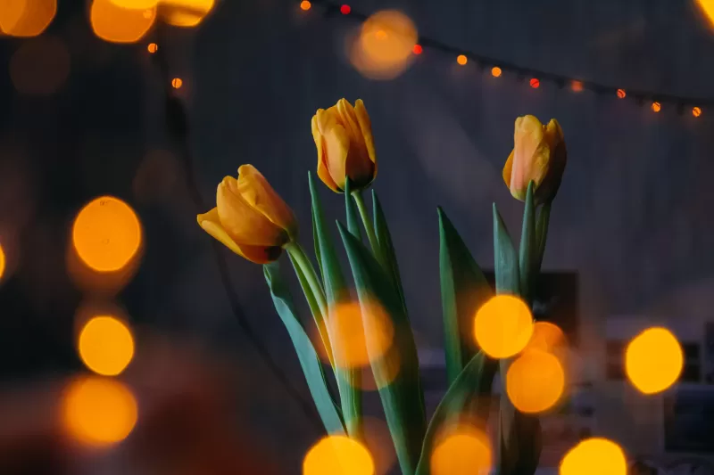 Yellow tulips, Bokeh, Lights, Decoration, Blossom, Green leaves, 5K