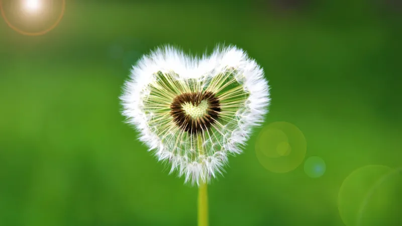 Heart shape Dandelion flower, Green background 5K