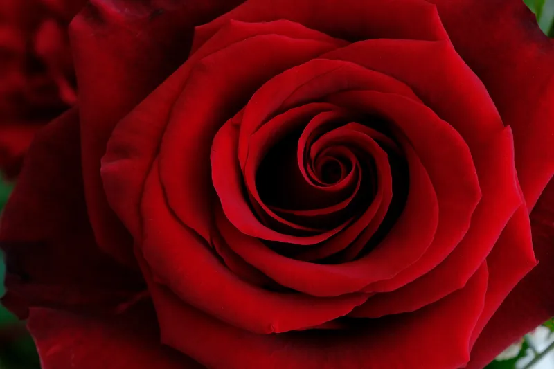Red Rose Macro, 5K wallpaper