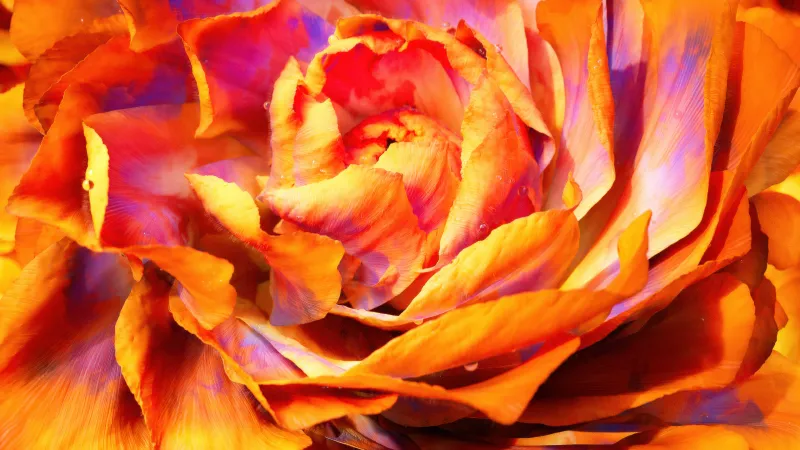 Orange peony macro wallpaper, Ruffled petals, Bloom