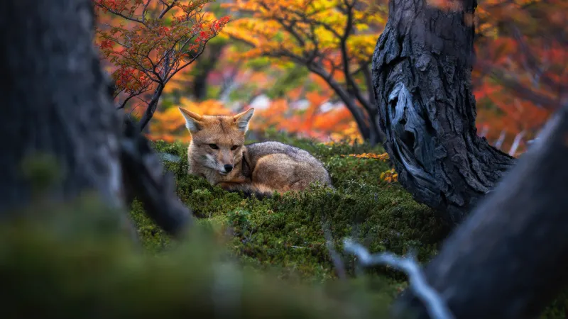 Patagonian fox, Autumn Forest, Argentina, Foliage, Golden hour Serene, Woods, 5K wallpaper