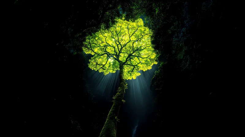 Glowing green tree wallpaper, Dark rainforest, Light rays