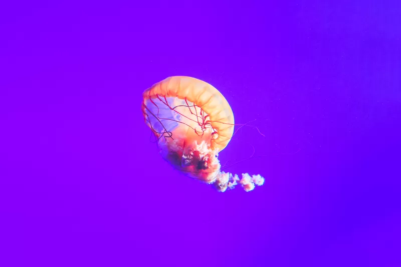 Jellyfish, Purple background, Sea Life, Underwater, Aquarium, 5K, 8K