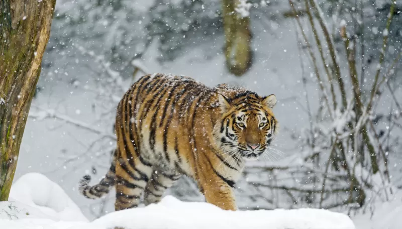 Siberian tiger, Amur tiger, Snow fall, Winter, Cold, Big cat, Wild animal, Predator, Walking, Carnivore, 5K