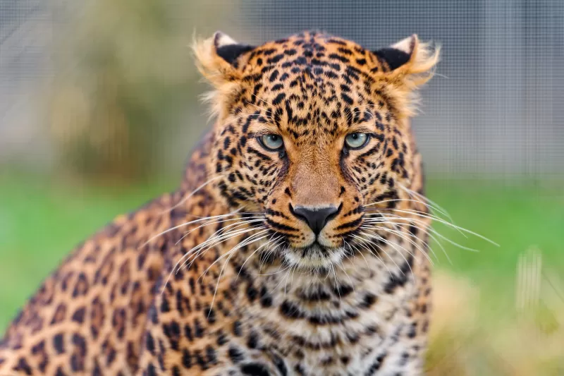 Leopard, Zoo, Wild animal, Closeup, Face, Big cat, Carnivore, Predator, Portrait