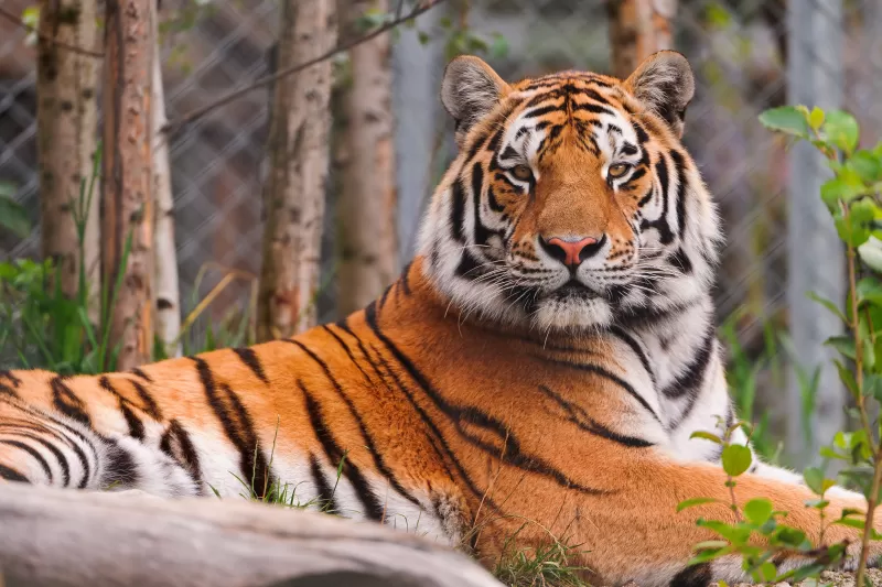 Siberian tiger, Amur tiger, Zoo, Big cat, Carnivore, Predator, Wild animal, Starring