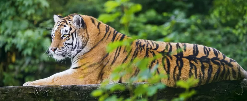 Siberian tiger, Amur tiger, Young tigress, Wood, Wild Cat, Zoo, Predator, Carnivore, 5K