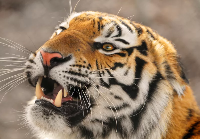 Amur tiger, Siberian tiger, Big cat, Carnivore, Predator, Young tigress, Zoo, Wild animal