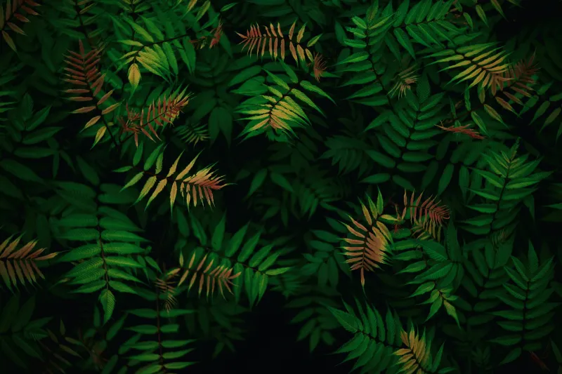 Green fern leaves wallpaper, Dark foliage, Tropical pattern