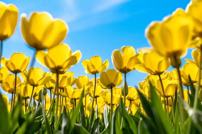 Tulips, Yellow flowers, Blossom, Blue Sky, Bloom, Flower garden, Daylight, Sunny day, 5K