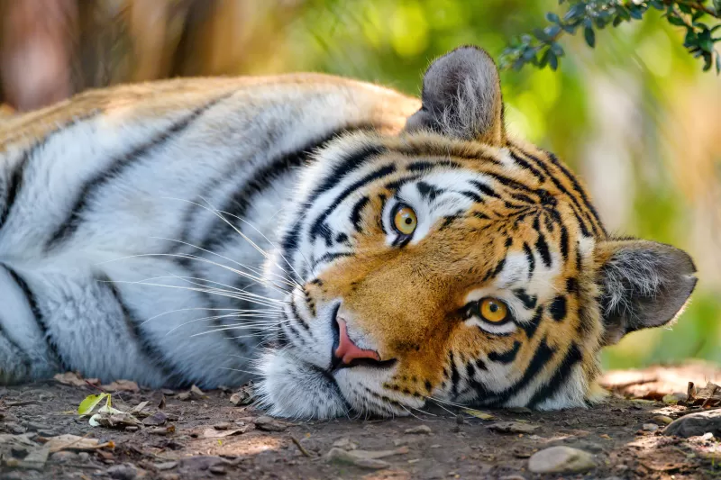 Bengal Tiger, Wild, Close up, Big cat, 5K