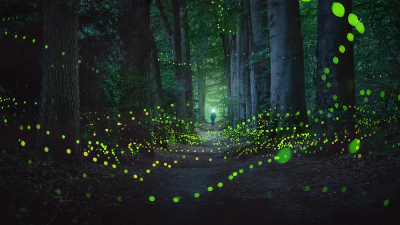 Firefly forest path at night, Glowing lights, Netherlands, 4K wallpaper
