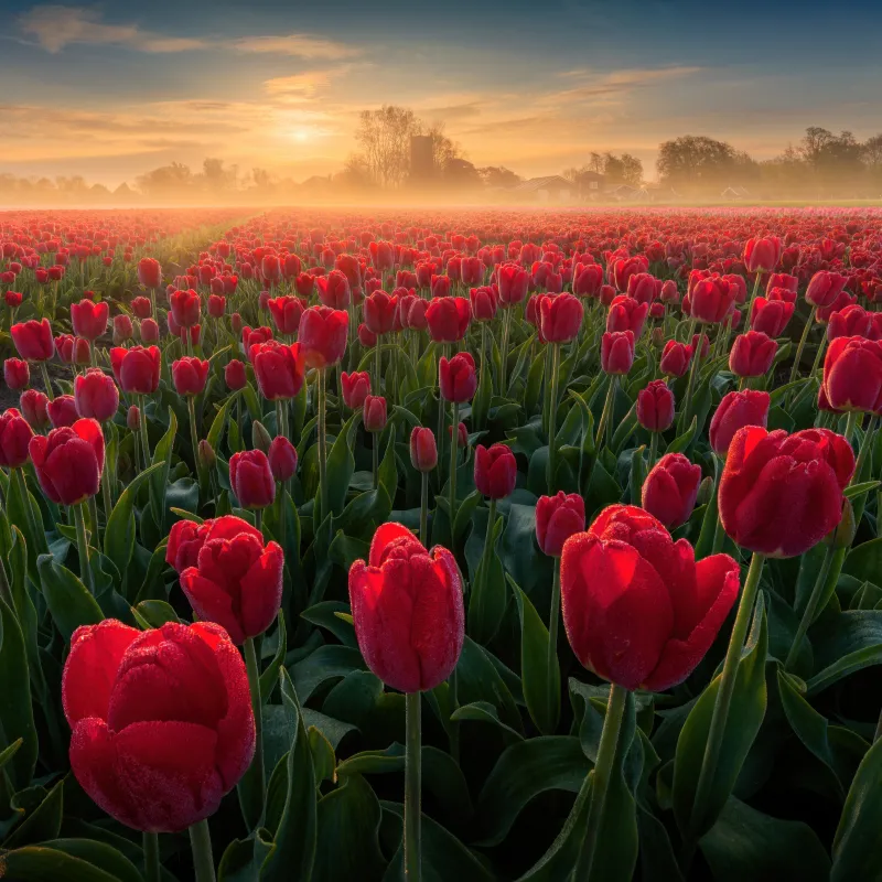 Red tulip field at sunrise, Dew, Netherlands, 4K wallpaper