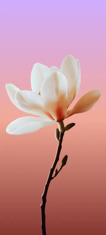 Meizu 22 stock wallpaper