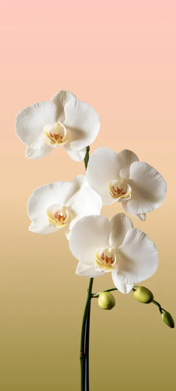 Meizu 22 stock wallpaper