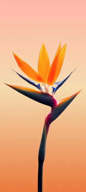Meizu 22 stock wallpaper