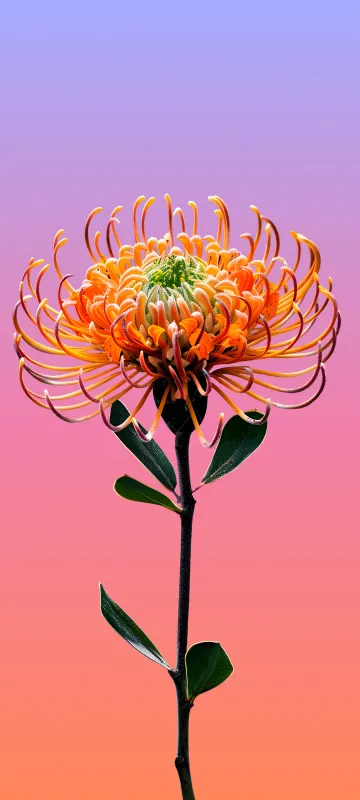 Meizu 22 stock wallpaper