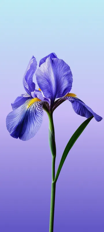 Meizu 22 stock wallpaper
