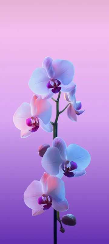 Meizu 22 stock wallpaper