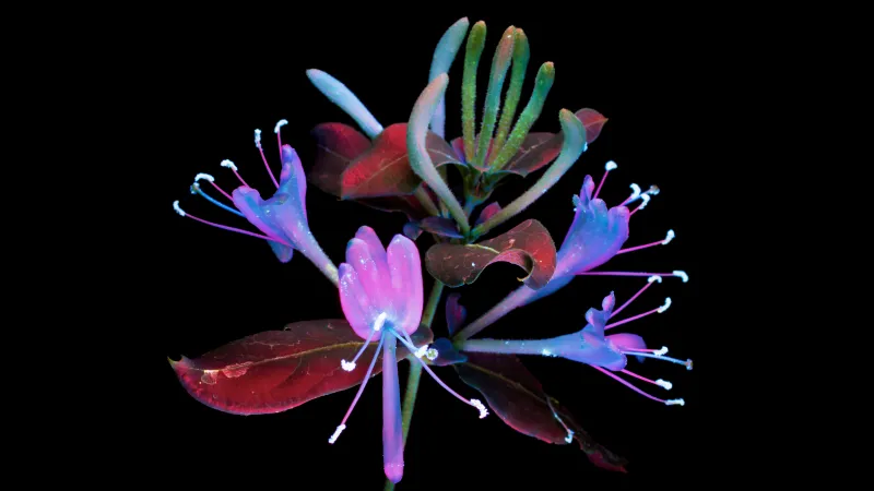 macOS Mojave Honeysuckle, Amoled 5K Wallpaper
