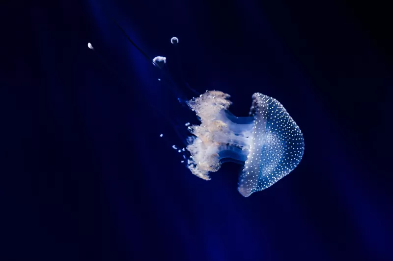 Jellyfish, Blue background, Sea Life, Aquarium, Dark background, Underwater, Glowing, Transparent, Closeup, 5K