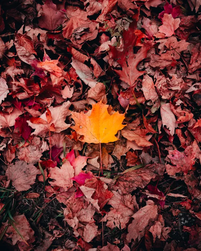 Maple leaves, Autumn, Fallen Leaves, Leaf Background, 5K