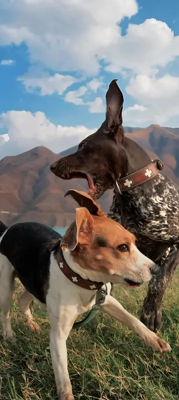 ColorOS 16 stock wallpaper