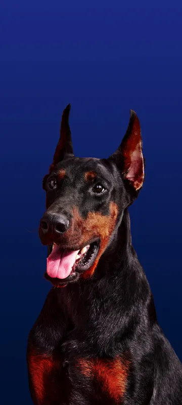 OxygenOS 16, Stock wallpaper