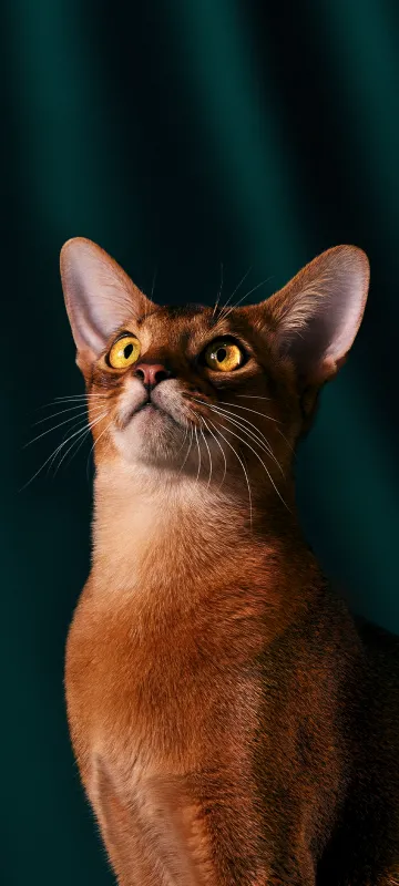 OxygenOS 16, Stock wallpaper