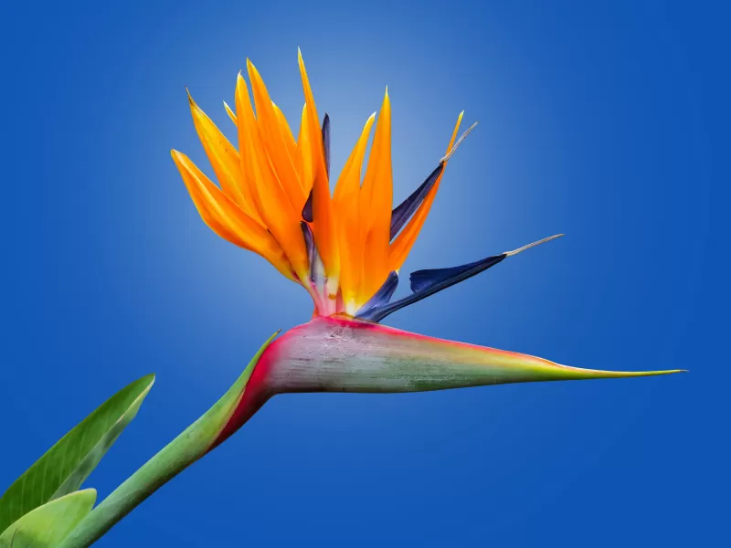 Bird of paradise flower, Crane Flower, Blue background, Orange flower, Petals, Strelitzia, Beautiful