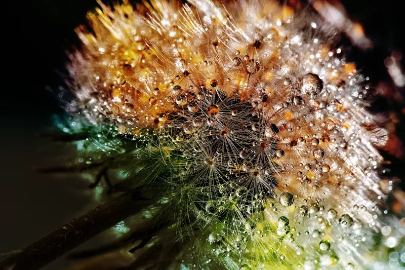 Dandelion flowers, Close up, Macro, Dew Drops, Colorful, Bokeh, Water drops, 5K