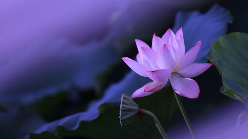 Pink lotus flower, Purple bokeh, Pond, 5K wallpaper