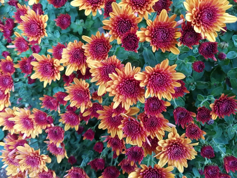 Chrysanthemum flowers, Yellow, Purple, Blossom, Autumn Flowers, Floral Background, Green leaves, Close up