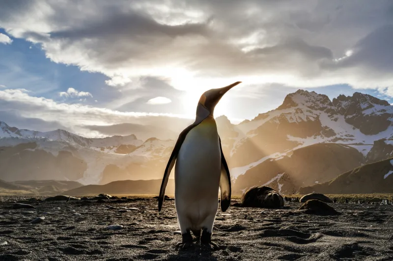 King penguin wallpaper, Sun rays, Antarctic mountains