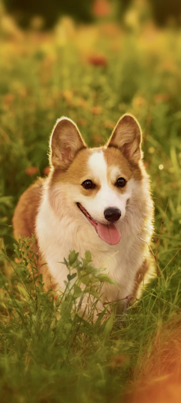 iQOO Z11 Turbo stock wallpaper