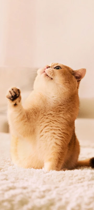 iQOO Z11 Turbo stock wallpaper