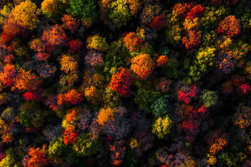 Autumn forest from above wallpaper, Colorful treetops, Aerial view