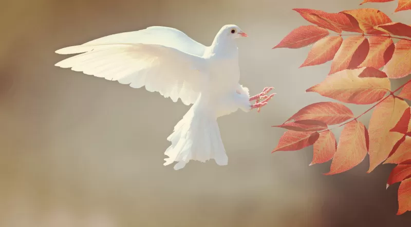 White dove, Flying bird, Autumn leaves, 4K wallpaper