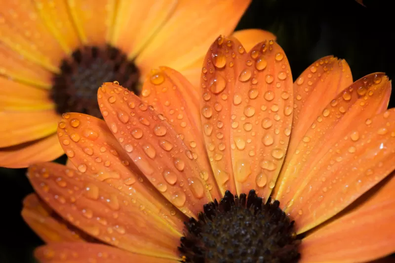 Orange flowers, Daisy flowers, Close up, Macro, Water drops, Dew Drops, Petals, Blossom, Bloom, Wet, 5K