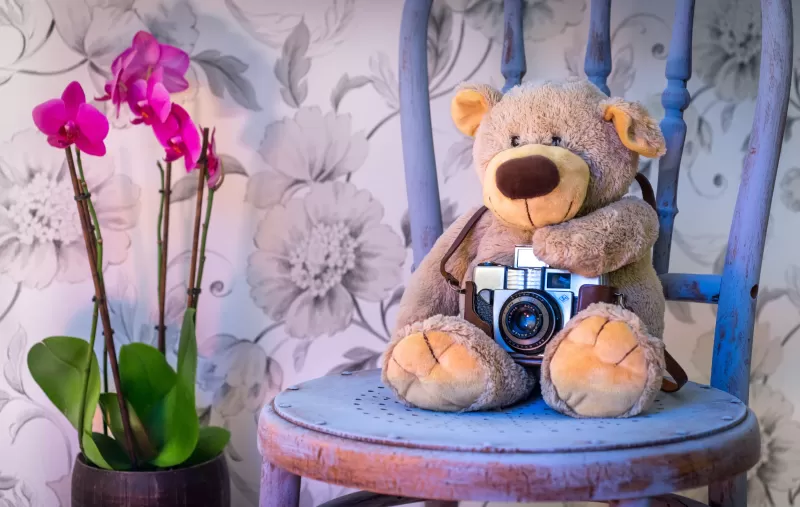 Teddy bear, Vintage Camera, Pink flowers, Orchid flowers, Cute toy, Wooden Chair, Green leaves, Toys, 5K