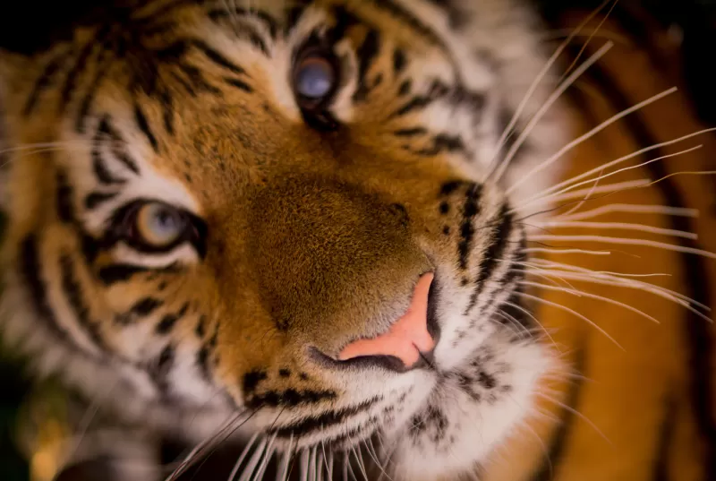 Tiger face, Closeup, Wild animal, Predator, Carnivore, Big cat, Portrait, Mammal, 5K