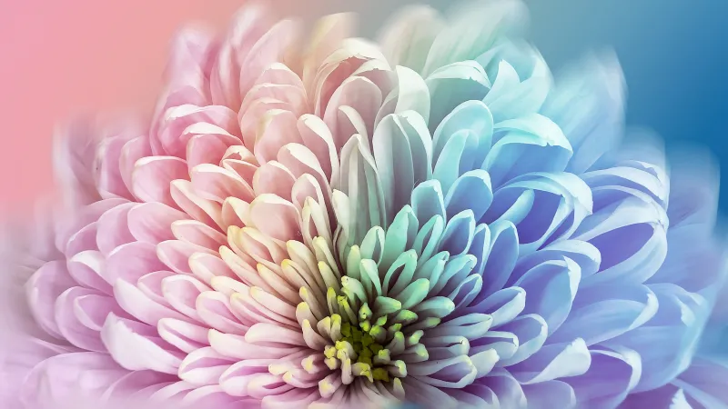 Pastel chrysanthemum closeup wallpaper, Pink and blue petals, Macro