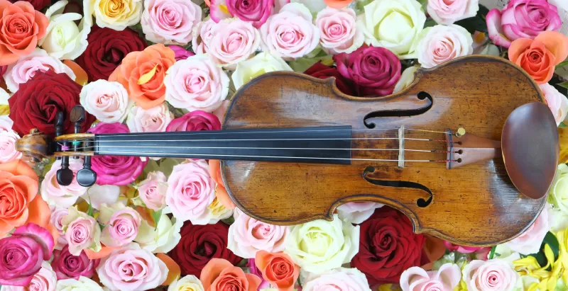 Rose flowers, Violin, Strings, Multi color, Colorful, Floral Background, Blossom, Beautiful, Musical instrument, 5K
