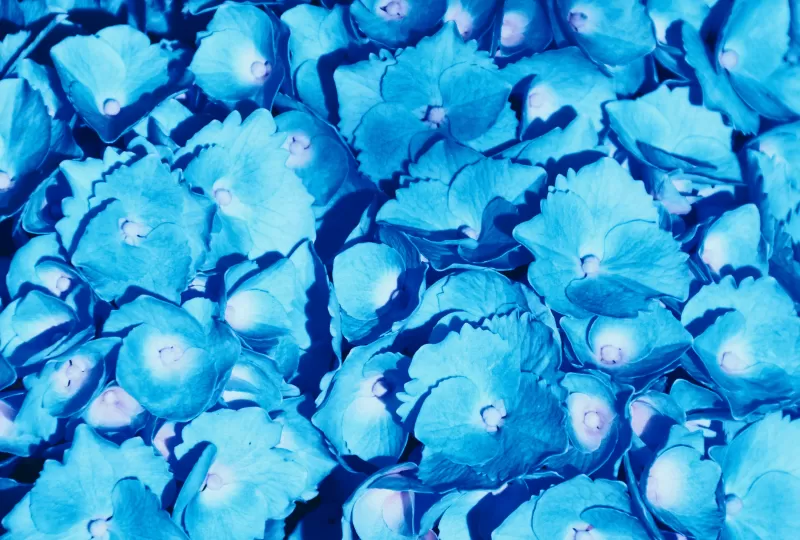 Hydrangea Flowers, Blue flowers, Petals, Floral Background, Blossom, Bloom, Spring, Closeup, 5K