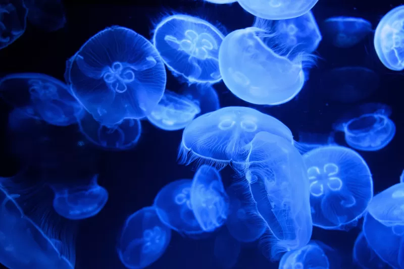 Blue Jellyfish, Aquarium, Underwater, Glowing, Marine life, Transparent, Dark background, 5K