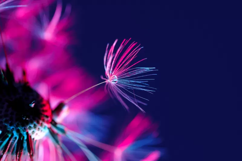 Dandelion seeds, Dandelion flower, Water drop, Blossom, Purple light, Dark background, Blurred, 5K