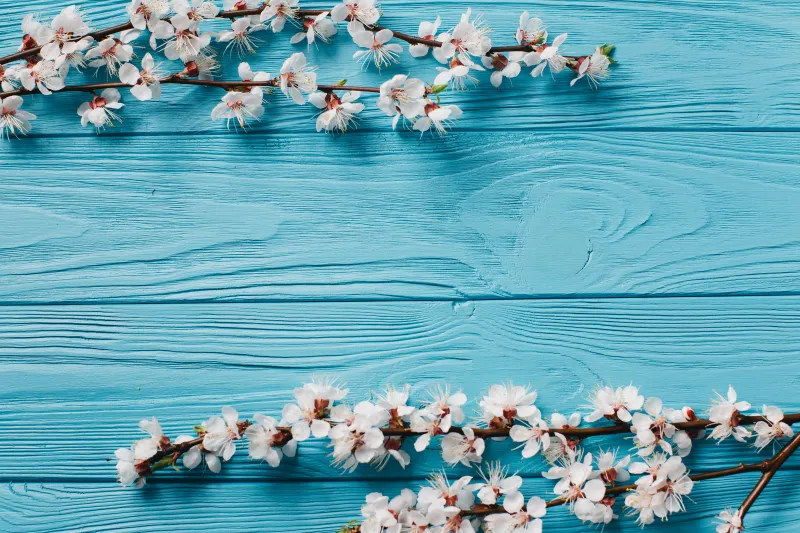 White blossom branches on blue wood, Spring flowers, 5K wallpaper
